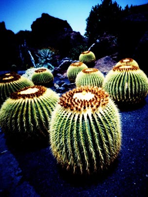  FRANCESC FÀBREGAS _ kaptus 