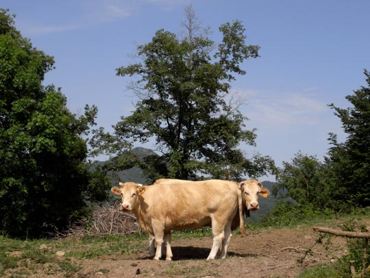  FRANCESC FÀBREGAS _  la reflection 