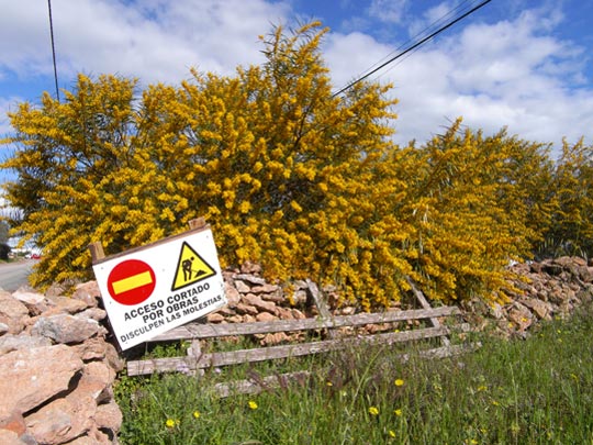  FRANCESC FÀBREGAS _ mal paso 