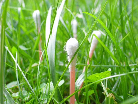  FRANCESC FÀBREGAS _ malas hierbas 