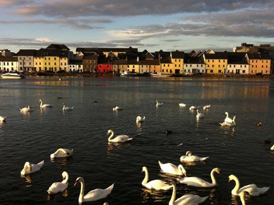  FRANCESC FÀBREGAS _ mar de patitos 