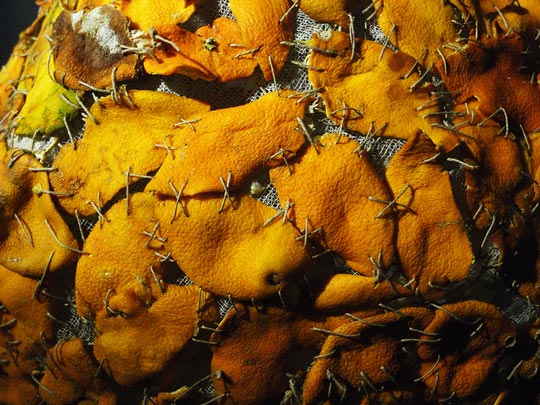  FRANCESC FÀBREGAS _ naranja borracha 