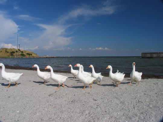  FRANCESC FÀBREGAS _ patos nudistas 