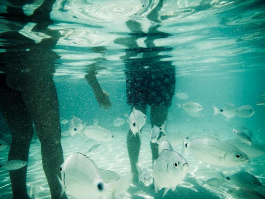  FRANCESC FÀBREGAS _ peixihos 