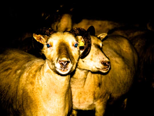  FRANCESC FÀBREGAS _ pet sounds 