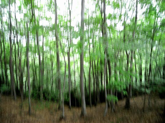  FRANCESC FÀBREGAS _ plantas amigas 