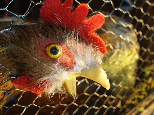  FRANCESC FÀBREGAS _ pollo 33 