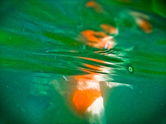  FRANCESC FÀBREGAS _ spectrum 