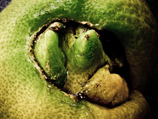  FRANCESC FÀBREGAS _ three lemons 