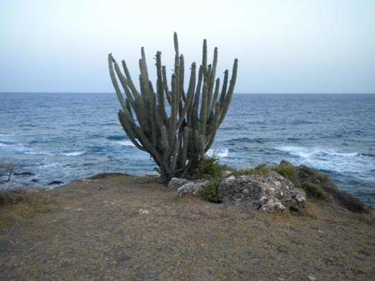  JON SISTIAGA _ cactus con vistas 