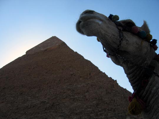  JON SISTIAGA _ camello faraónico 