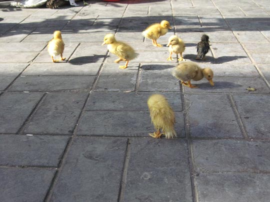  JON SISTIAGA _ el patito feo 