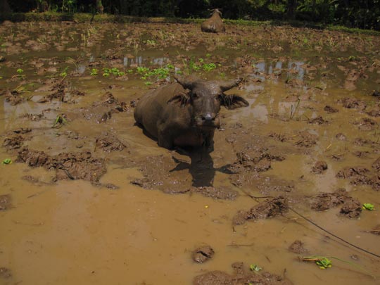  JON SISTIAGA _ feliz 