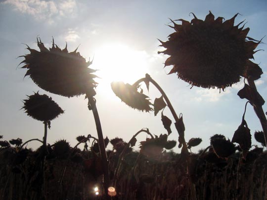  JON SISTIAGA _ girando al sol 