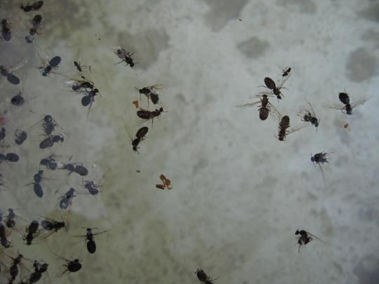  JON SISTIAGA _ la caló mata 