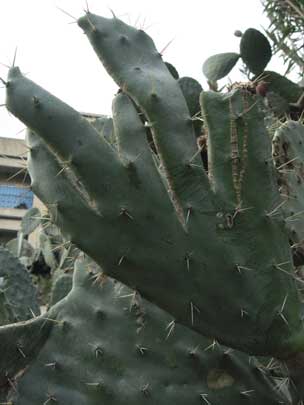  JON SISTIAGA _ la mano de freddy krueger 