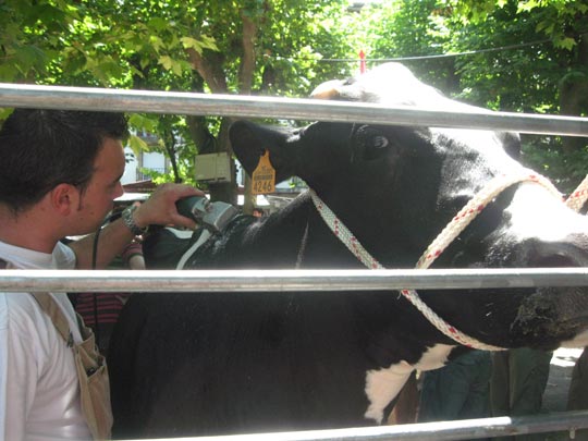  JON SISTIAGA _ peinando a la vaca 