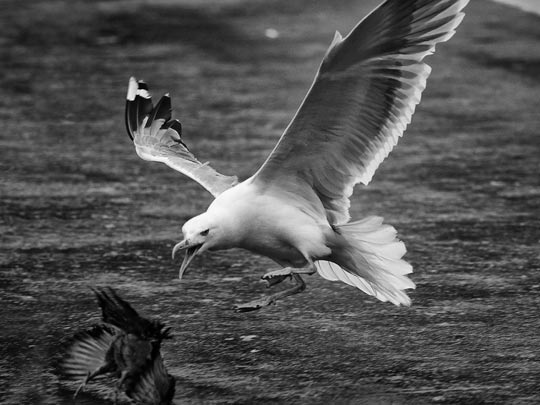  MARCELO AURELIO _ cacería en plaza catalunya 