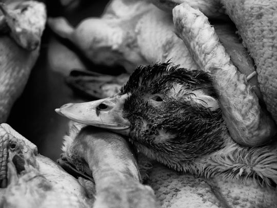  MARCELO AURELIO _ date cuenta 