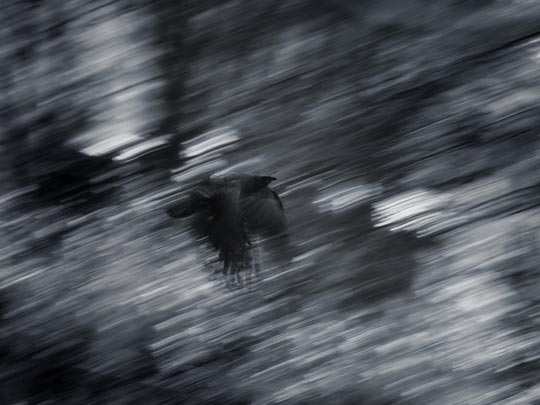  MARCELO AURELIO _ el cuervo 