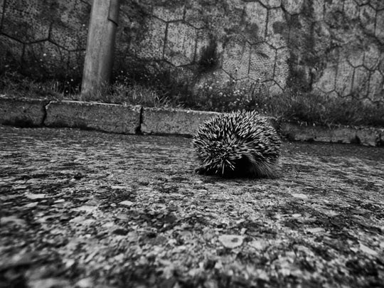  MARCELO AURELIO _ el erizo que cruzaba la calle sin mirar 