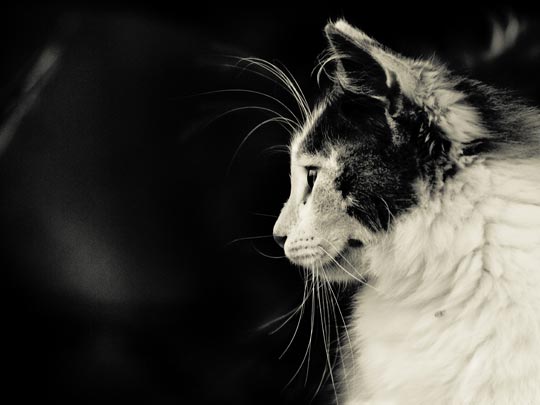  MARCELO AURELIO _ el gatito de bosa, cerdeña 