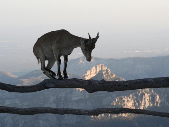  MARCELO AURELIO _ equilibrio o loca como una cabra 