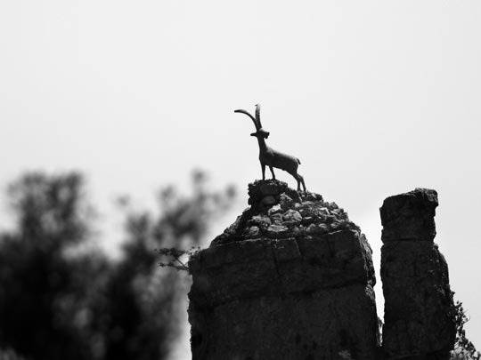  MARCELO AURELIO _ la cabra. parc natural dels ports 