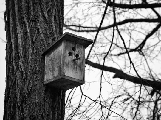  MARCELO AURELIO _ la casita de los pajaritos 