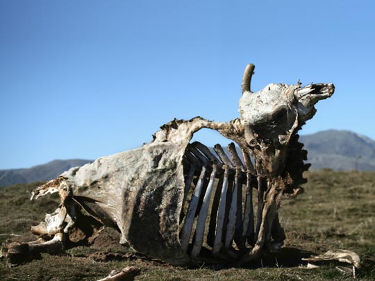  MARCELO AURELIO _ la vaca seca 
