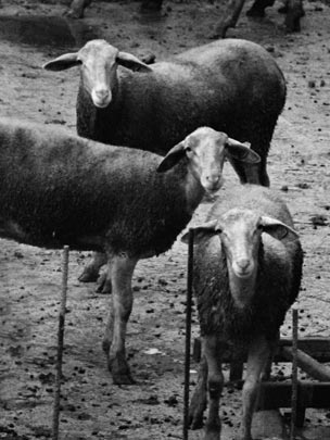  MARCELO AURELIO _ les tres bessones 