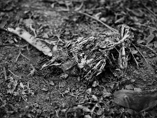  MARCELO AURELIO _ el pájaro seco 