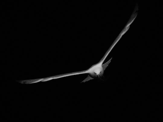  MARCELO AURELIO _ vuelo nocturno 