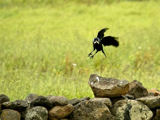  MARCELO AURELIO _ vuelos, cerdeña 