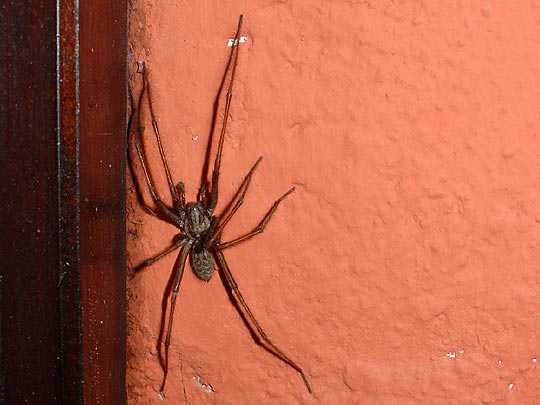  MIA FONT _ aracnofobia 