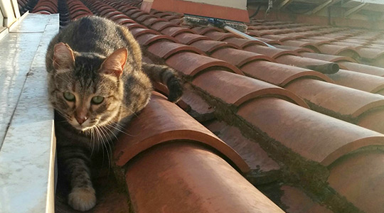  MIA FONT _ la gata en el tejado 