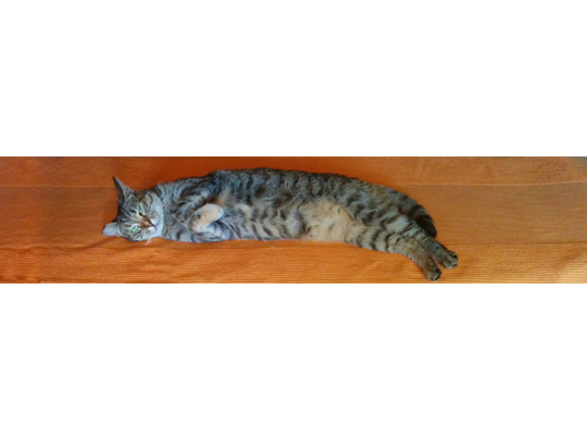  MIA FONT _ ahora instagram permite panorámicas 