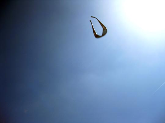  MIA FONT _ no-ufo: gafas volando 