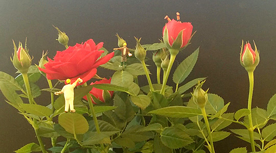  MIA FONT _ sant jordi 