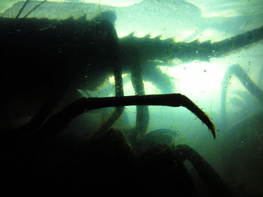  MIKEL URMENETA _ alienígenas 