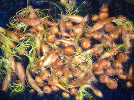  MIKEL URMENETA _ bella naturaleza muerta 