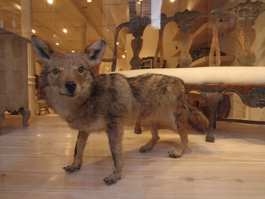  MIKEL URMENETA _ disecado en usa 