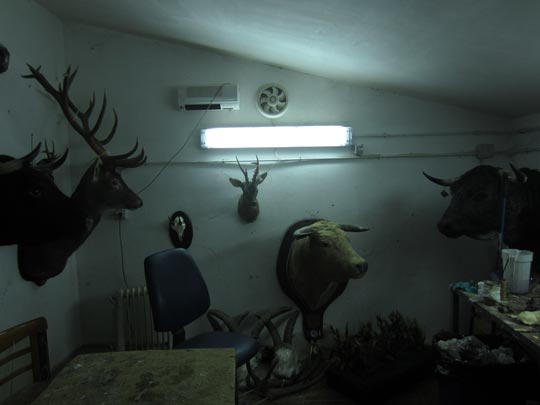  MIKEL URMENETA _ disecados en spain 