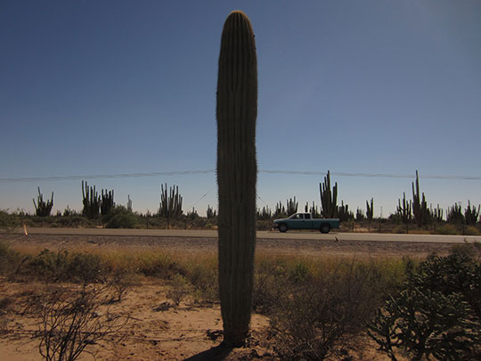  MIKEL URMENETA _ espinas 