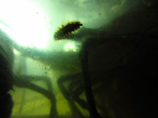  MIKEL URMENETA _ extraterrestres 