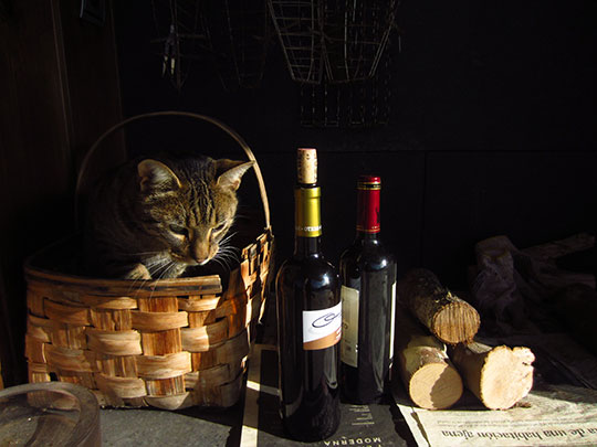  MIKEL URMENETA _ gato de pueblo 
