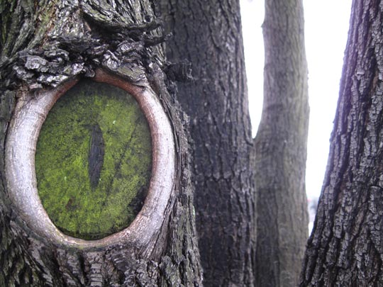  MIKEL URMENETA _ intervencion en arbol de txema sanz 