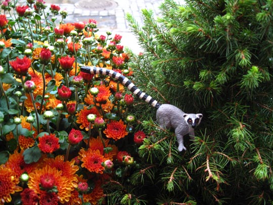  MIKEL URMENETA _ lemur entre las flores 