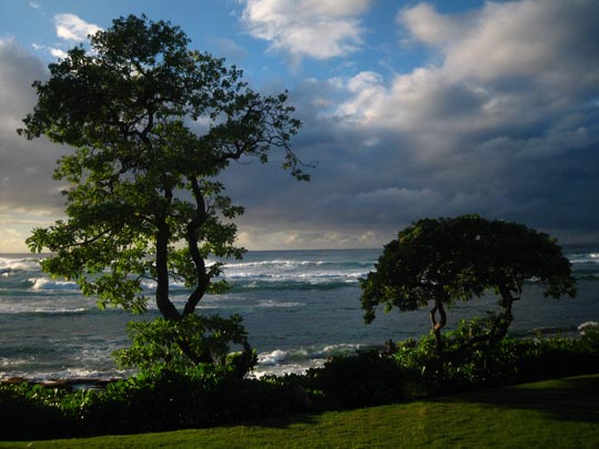  MIKEL URMENETA _ mis árboles tras la tormenta 