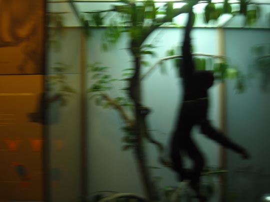  MIKEL URMENETA _ mono disecado 